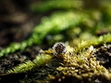 Kugelspringer (Sminthuridae, Collembola) von dem erst kürzlich entdeckten Pilz Pandora batellata parasitiert. Kugelspringer sind sehr klein, sie werden nur 0,5 bis 2 mm groß.